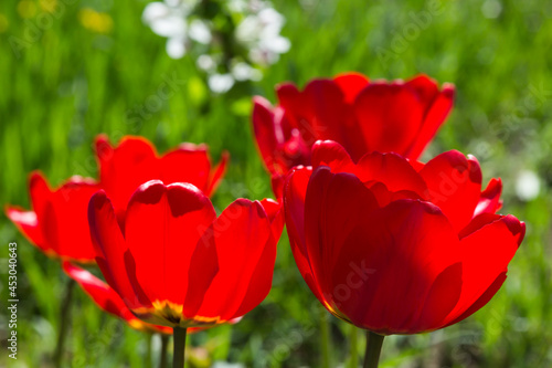 Red tulips with green foliage shine through with bright spring sun. Flowers glow from within. Neon shades.