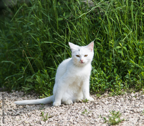white cat sitting in nature © studybos