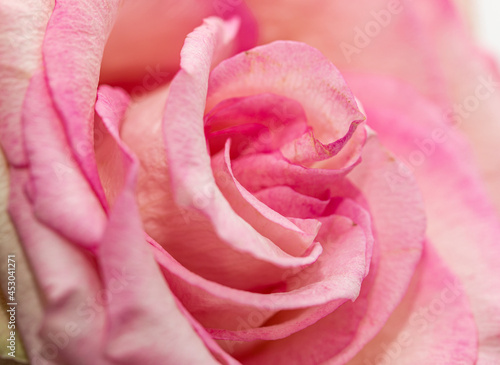 pink rose flower as background