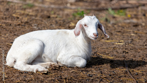 Little goat on the farm.