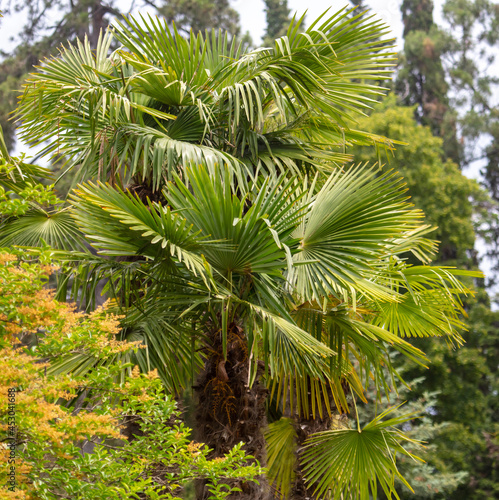 Green leaves and branches of a palm tree.