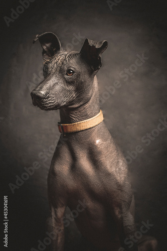 portrait of a mexican dog