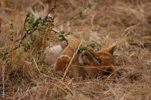 Baby lion living in Masai Mara, Kenya