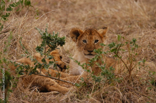 Baby lion living in Masai Mara, Kenya © i_moppet