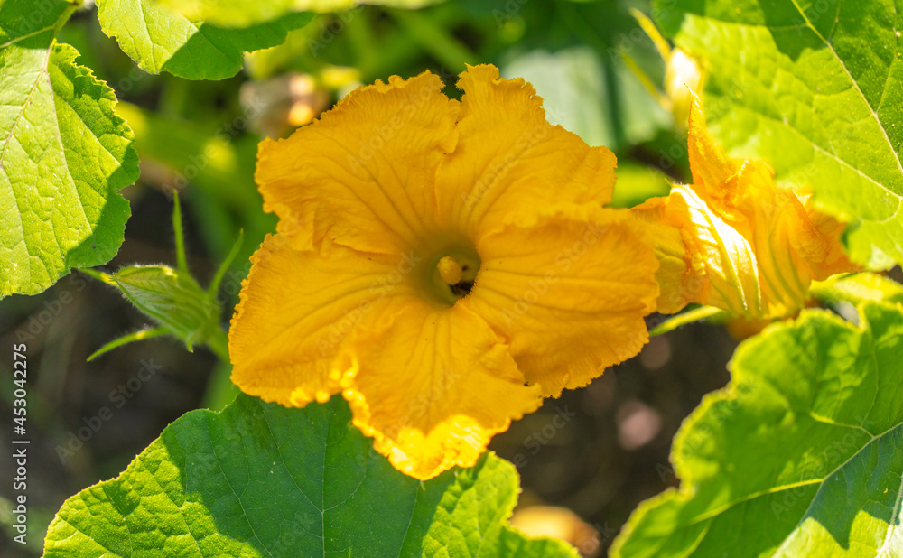 Yellow flower on a vegetable marrow in nature. Yellow flower on a vegetable marrow in nature.