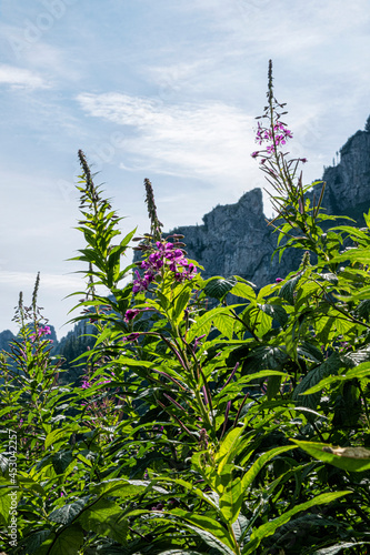 Flowering plants, Belianske Tatras mountain, Slovakia photo