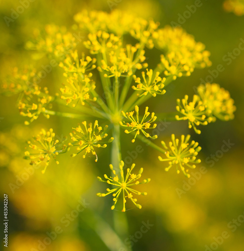 Yellow dill flower in nature.