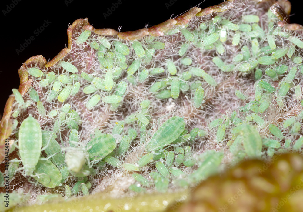 Close-up of aphids on a tree leaf. Close-up of aphids on a tree leaf.