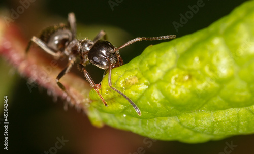 Close-up of an ant on a tree leaf. © schankz