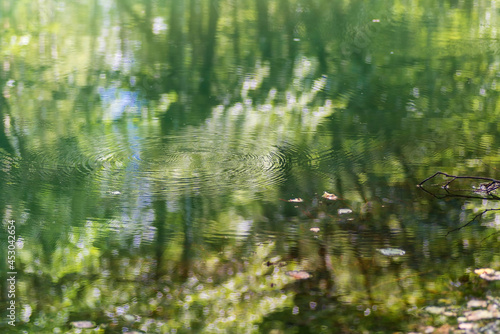 The water in which the forest is reflected. Circles go through the water. 
