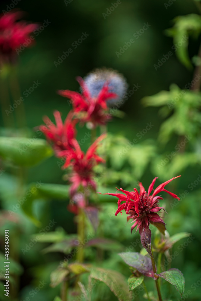 bee balm in the organic garden bee balm in the organic garden
