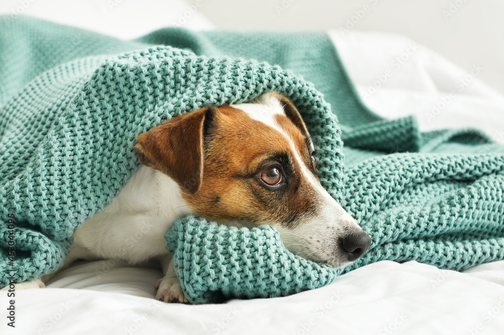 Cute Jack Russel terrier with plaid on bed, closeup Cute Jack Russel terrier with plaid on bed, closeup