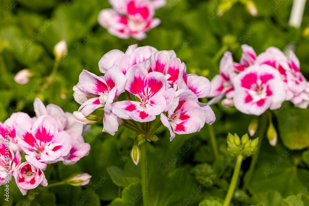 Pelargonium flowers commonly known as geraniums, pelargoniums or storksbills and fresh green leaves in a pot in a garden