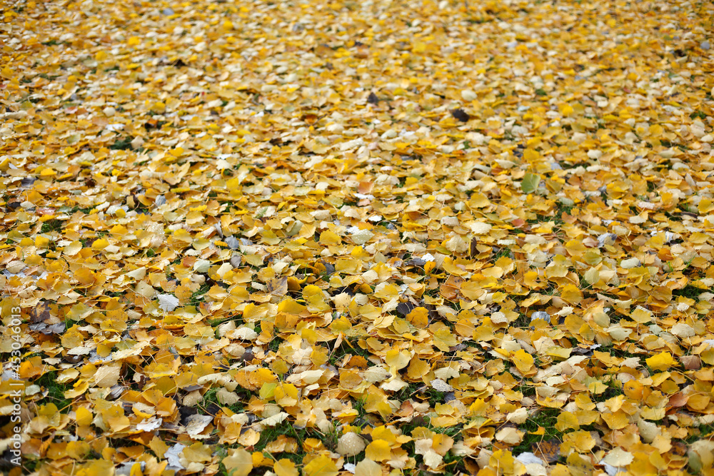 Gelb verfärbtes Herbstlaub, auf dem Boden liegend Gelb verfärbtes Herbstlaub, auf dem Boden liegend