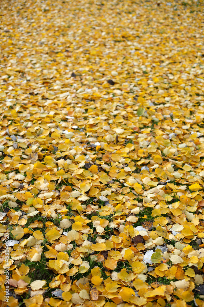 Gelb verfärbtes Herbstlaub, auf dem Boden liegend Gelb verfärbtes Herbstlaub, auf dem Boden liegend