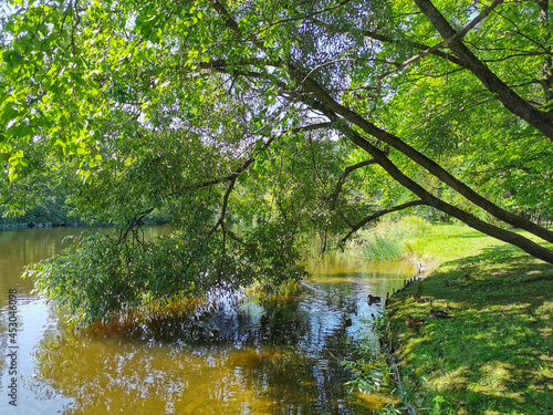 The tree is bent over the water and is reflected in the lake. Ducks swim in the pond and relax on the shore on a sunny summer day.