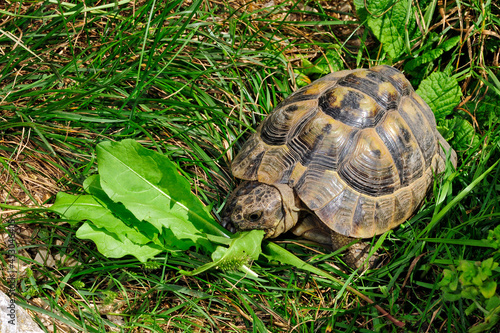 Maurische Landschildkröte // Greek tortoise, spur-thighed tortoise (Testudo graeca) 