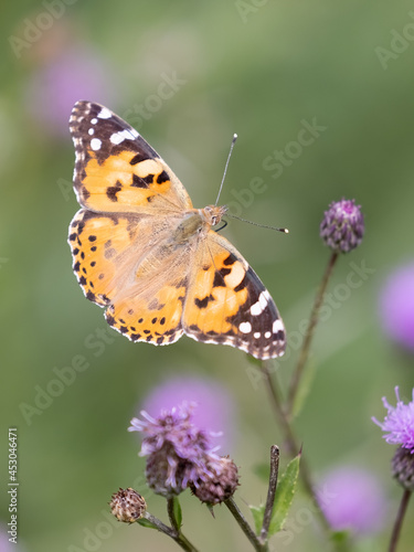 Painted Lady © Risto