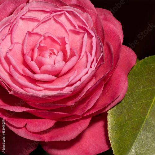 Camellia Japonica known as common camellia flower. Photo stacked from twenty photos to create the a perfectly focused flower perfect details when zoomed in