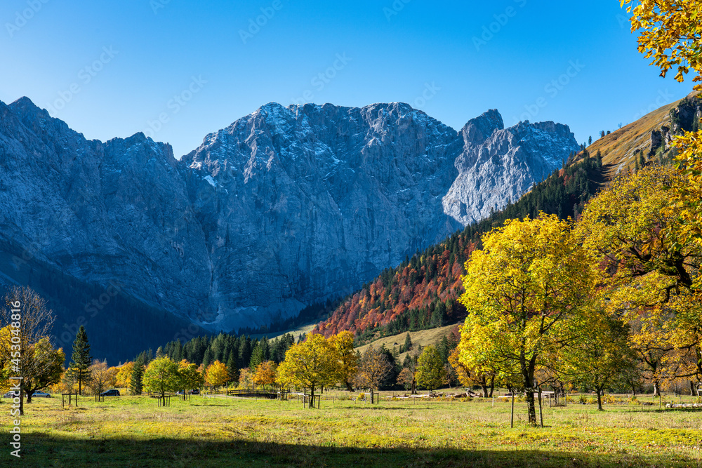 maple trees at Ahornboden, Karwendel mountains, Tyrol, Austria maple trees at Ahornboden, Karwendel mountains, Tyrol, Austria
