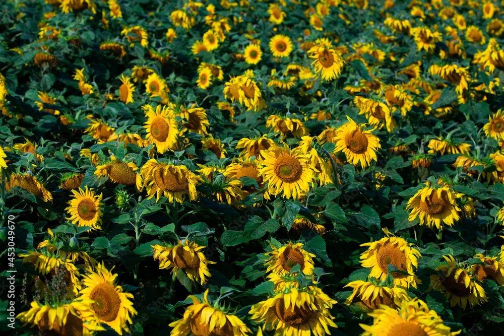 the beautiful big sunflower field in summer background