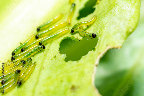 Makroaufnahme von Raupen des zweiten Larvenstadiums des großen Kohlweißlings (Pieris brassicae) beim Fressen auf Weißkohl photo