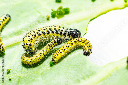 Makroaufnahme von Raupen des dritten und vierten Larvenstadiums des großen Kohlweißlings (Pieris brassicae) beim Fressen auf Weißkohl