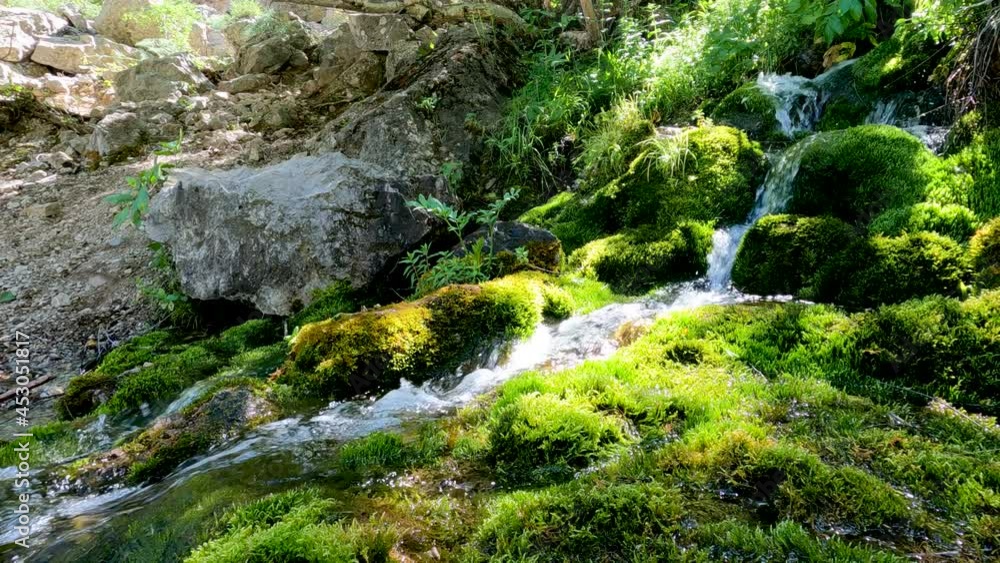 Snow water flowing through the lush green grass