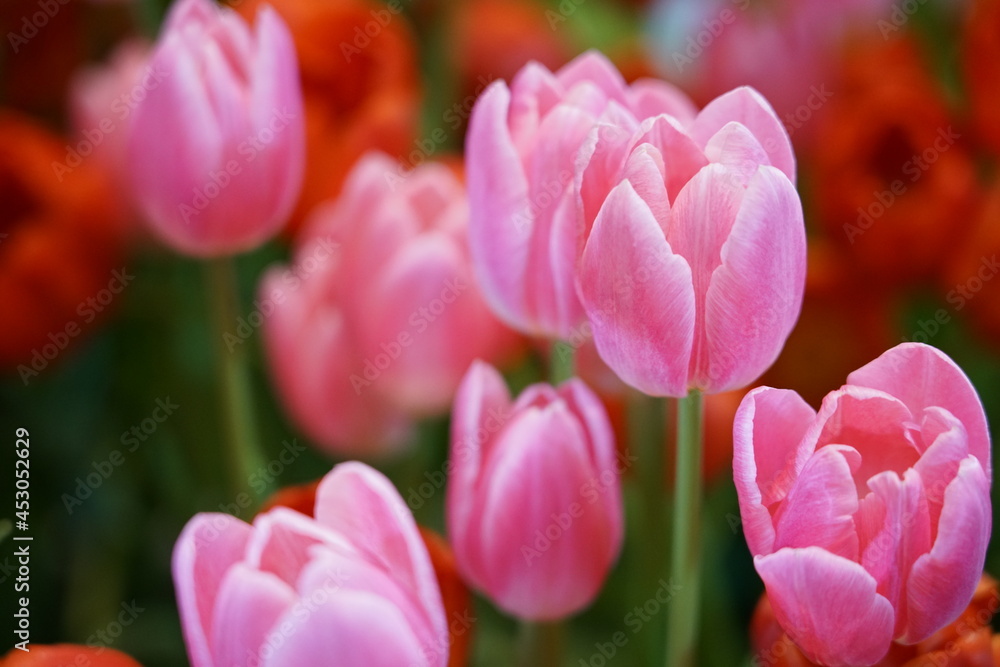 pink and white tulips in the garden