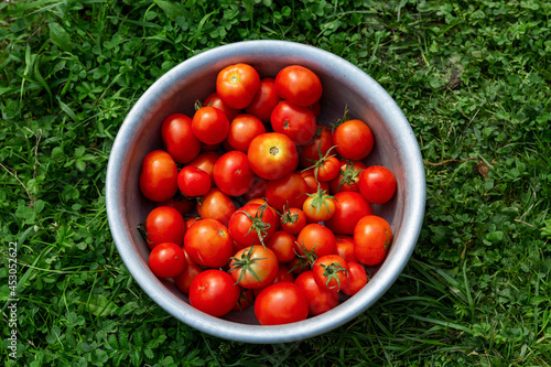Juicy ripe tomatoes in a bowl in the garden on the grass. New harvest season. Vitamins and healthy food. Top view.