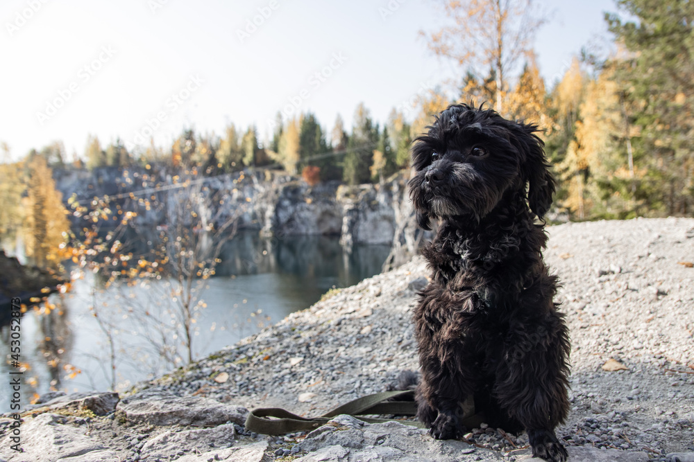 Fototapeta premium terrier sitting on the background of the autumn forest