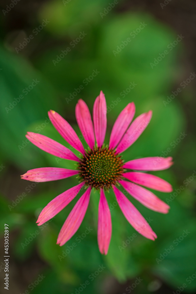Echinacea purpurea flowers in the garden.