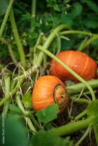 pumpkin in the organic garden
