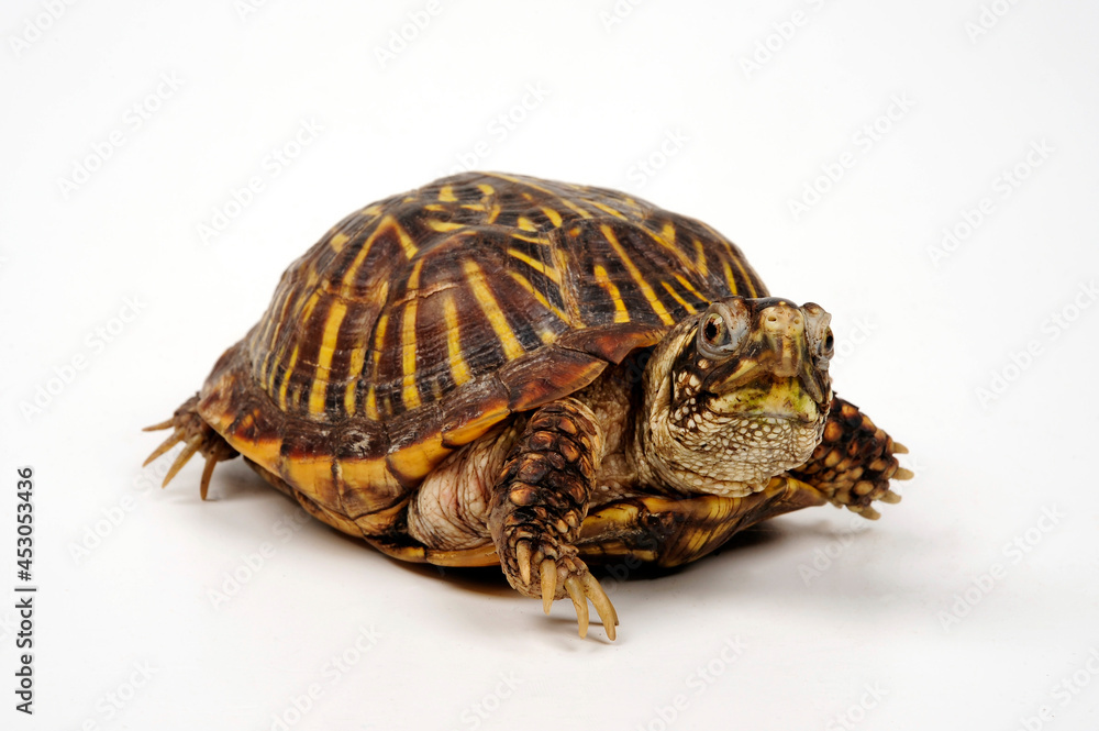 Western box turtle, Ornate box turtle // Schmuck-Dosenschildkröte (Terrapene ornata) Western box turtle, Ornate box turtle // Schmuck-Dosenschildkröte (Terrapene ornata)