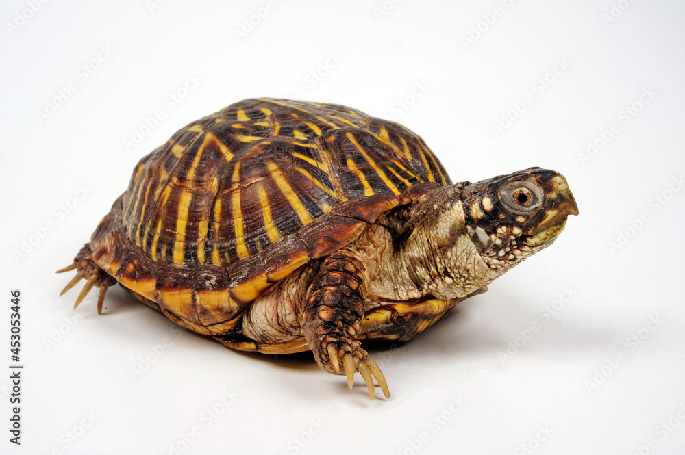 Fototapeta premium Schmuck-Dosenschildkröte // Western box turtle, Ornate box turtle (Terrapene ornata)