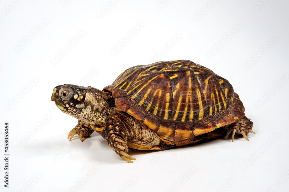 Naklejka premium Schmuck-Dosenschildkröte // Western box turtle, Ornate box turtle (Terrapene ornata)