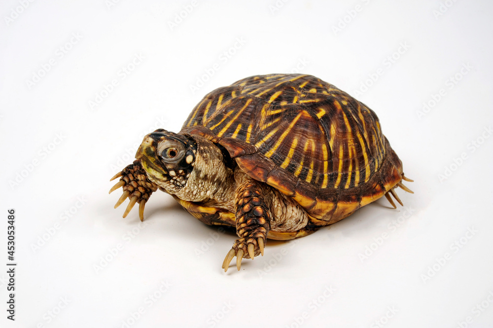 Obraz premium Western box turtle, Ornate box turtle // Schmuck-Dosenschildkröte (Terrapene ornata)