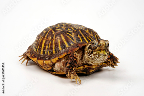 Western box turtle, Ornate box turtle // Schmuck-Dosenschildkröte (Terrapene ornata)