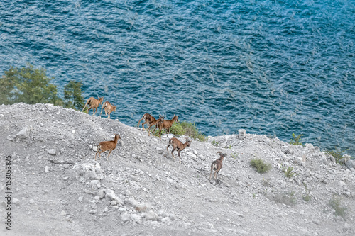 Herd of mouflons descends towards Como's lake (Ovis musimon)