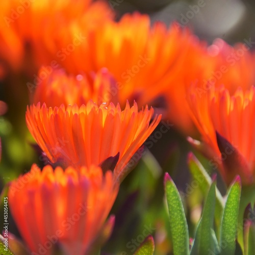Close up of beautiful orange trailing ice plant blossoms