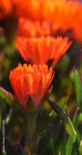 Close up of beautiful orange trailing ice plant blossoms