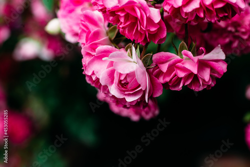 Pink rose flowers close up. Climbing rose