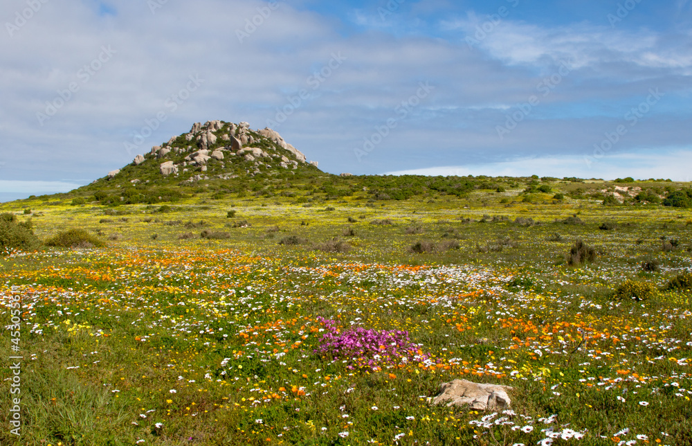 Brightly colored field of wild flowers