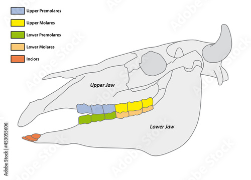 Construction of a cattle tooth dental formula