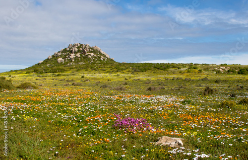 Brightly colored field of wild flowers