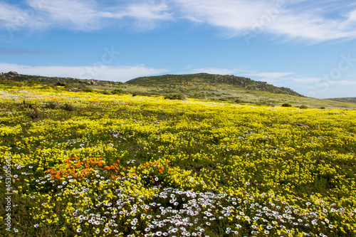 Beautiful field of yellow wild flowers West Coast, Postberg photo