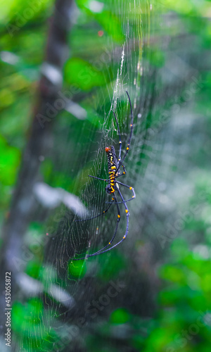 Black and yellow spider sitting on the web with green background. Black Widow Spider, macro spider making a web. Copy space.