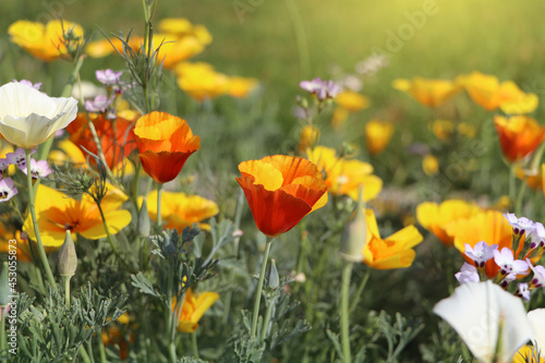 Summer backgroung. Flowers of eschscholzia californica or golden californian poppy  cup of gold  flowering plant in family papaveraceae
