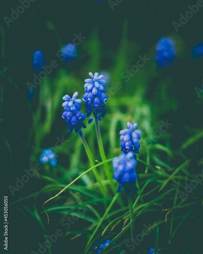 Wallpaper Mural Blume Torontodigital.ca
