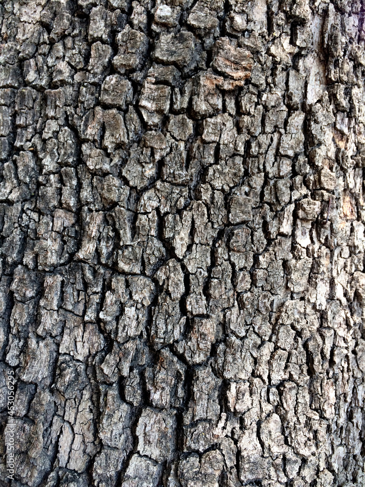 Bark texture of an oriental plane (Platanus orientalis) tree Bark texture of an oriental plane (Platanus orientalis) tree